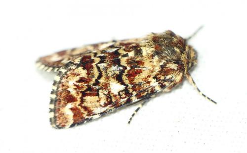 Réf. 268 565 : Anarta myrtilli